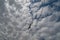 Seagull in flight under a cloudy sky