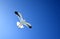 Seagull in flight - Walvis Bay Namibia