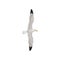 Seagull in flight with wings spread, gray and white sea bird, top view vector Illustration on a white background