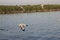 Seagull flittering over the blue sea