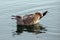 Seagull floating in Morro Bay on the central coast of California USA