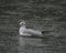 Seagull floating on a pond with water