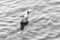 seagull floating on a ripple water surface, black and white photo