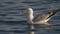 Seagull floating slow motion