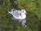 Seagull floating on water