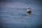 Seagull floating in the water with close wings