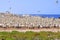 Seagull flock on Bird Island