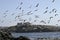 Seagull Flock In Flight