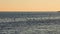 Seagull flock soaring over sea at sunset, creating a serene scene. Seagulls glide elegantly at dusk over calm sea waters