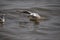 Seagull fly above water and have food in their mouths