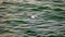 Seagull fly on the sea background, motion blur selective focus