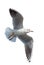 Seagull flyimg isolation