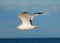 Seagull flying