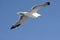 Seagull flying