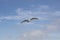 Seagull flying above the cliffs in La Jolla, California