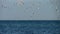 Seagull flying above sea with background of blue stormy sea and gray sky.