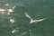 Seagull in flying action with full wings spanned