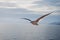 A seagull flying on the Aegean Sea