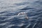 A seagull flying on the Aegean Sea