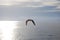 A seagull flying on the Aegean Sea