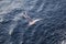 A seagull flying on the Aegean Sea