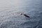 A seagull flying on the Aegean Sea