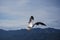 A seagull flying on the Aegean Sea