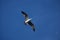 A seagull flying on the Aegean Sea