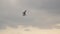 A seagull is flying against a background of murky clouds