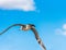 Seagull is flying against the blue sky in Sete, Languedoc Roussillon, France. Close-up.