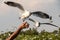 Seagull flying in the air and sky background.Freedom seagull expand wings in the sky.Human hand feeding seagull birds.