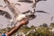 Seagull flying in the air and sky background.Freedom seagull expand wings in the sky.Human hand feeding seagull birds.