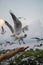 Seagull flying in the air and sky background.Freedom seagull expand wings in the sky.Human hand feeding seagull birds.