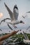 Seagull flying in the air and sky background.Freedom seagull expand wings in the sky.Human hand feeding seagull birds.