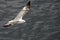 A Seagull flying alone, sharp, clear, above water