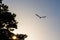 Seagull flying away wings spread from behind green trees at background