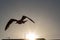 Seagull flying away wings spread from behind rooftops at background