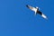 Seagull flying away wings spread on blue sky background from behind