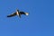 Seagull flying away wings spread on blue sky background from behind