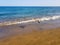 seagull is flying on the beach of Los Pocillos almost flush with the water of the Atlantic Ocean in Lanzarote, Canary Islands,