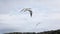 Seagull is flying in beautiful blue sky, Slow Motion