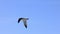 Seagull is flying in beautiful blue sky, Slow Motion