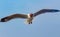 Seagull is flying beautifully with a blue sky in the background