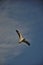 Seagull flying on the blue brazilian sky
