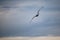 Seagull flying in blue clouds with copy space