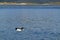 Seagull flying on the blue sea of Beagle channel, Ushuaia, Tierra del Fuego, Argentina