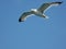 A seagull flying in the blue sky