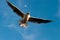  Seagull flying on a blue sky