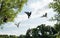 Seagull flying in the blue sky