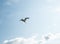 Seagull flying in the blue sky